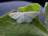 Satin Wave (Idaea subsericeata), adult. Blackhall Rocks, 07-07-2006. Copyright Keith Dover.
