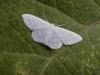 Satin Wave (Idaea subsericeata), adult. Blackhall Rocks, 07-07-2006. Copyright Keith Dover.