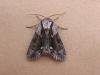 Saxon (Hyppa rectilinea), adult. Taken outside Durham, 14-06-2006. Copyright Keith Dover.