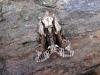 Saxon (Hyppa rectilinea), adult. Taken outside Durham, 14-06-2006. Copyright Keith Dover.