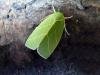 Scarce Silver-lines (Bena bicolorana), adult. Framwellgate Moor, 19-07-2008. Copyright Keith Dover.