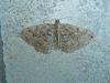 Scarce Tissue (Rheumaptera cervinalis), adult. 31-05-2009. Copyright Keith Dover.