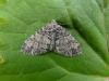 Seraphim (Lobophora halterata), adult. Chester-le-Street, 09-06-2008. Copyright Keith Dover.
