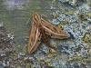 Silver-striped Hawk-moth (Hippotion celerio), adult. 28-09-2006. Copyright Keith Dover.