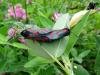 Six-spot Burnet (Zygaena filipendulae), adult. Taken outside Durham, 09-07-2008. Copyright Keith Dover.