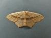 Small Blood-vein (Scopula imitaria), adult. Horden, 30-09-2009. Copyright Keith Dover.