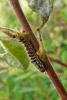 Small Chocolate-tip (Clostera pigra), larval. Taken outside Durham, 03-08-2014. Copyright Keith Dover.