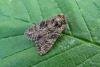 Small Clouded Brindle (Apamea unanimis), adult. Taken outside Durham, 03-07-2013. Copyright Keith Dover.