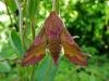 Small Elephant Hawk-moth (Deilephila porcellus), adult. Taken outside Durham, 13-06-2009. Copyright Keith Dover.