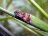 Small Yellow Underwing (Panemeria tenebrata), adult. Waldridge Fell, 17-05-2005. Copyright Keith Dover.