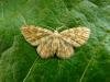 Small Yellow Wave (Hydrelia flammeolaria), adult. Taken outside Durham, 15-06-2009. Copyright Keith Dover.