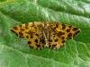 Speckled Yellow (Pseudopanthera macularia), adult. 03-06-2009. Copyright Keith Dover.