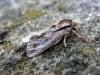 Sprawler (Asteroscopus sphinx), adult. Taken outside Durham, 28-10-2007. Copyright Keith Dover.