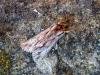 Sprawler (Asteroscopus sphinx), adult. Taken outside Durham, 28-10-2007. Copyright Keith Dover.