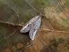 Streak (Chesias legatella), adult. Taken outside Durham, 03-11-2007. Copyright Keith Dover.