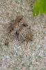 Svensson's Copper Underwing (Amphipyra berbera), adult. Chester-le-Street, 16-08-2017. Copyright Keith Dover.