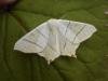Swallow-tailed Moth (Ourapteryx sambucaria), adult. Chester-le-Street, 13-07-2007. Copyright Keith Dover.