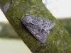 Sycamore (Acronicta aceris), adult. 27-07-2006. Copyright Keith Dover.