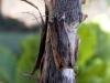 Tawny Pinion (Lithophane semibrunnea), adult. Taken outside Durham, 06-04-2005. Copyright Keith Dover.