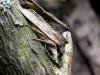 Tawny Pinion (Lithophane semibrunnea), adult. Taken outside Durham, 07-04-2005. Copyright Keith Dover.