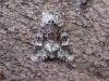 Glaucous Shears (Papestra biren), adult. Knitsley Fell. Copyright Keith Dover.