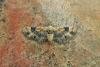 Toadflax Pug (Eupithecia linariata), adult. Chester-le-Street, 18-08-2017. Copyright Keith Dover.