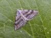 Treble-bar (Aplocera plagiata), adult. Taken outside Durham, 01-08-2006. Copyright Keith Dover.