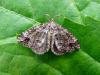 Twin-spot Carpet (Mesotype didymata), adult. Taken outside Durham, 08-07-2008. Copyright Keith Dover.