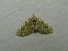V-Pug (Chloroclystis v-ata), adult. Chester-le-Street, 15-05-2009. Copyright Keith Dover.