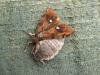 Vapourer (Orgyia antiqua), adult, female. Chester-le-Street, 08-07-2006. Copyright Keith Dover.
