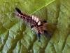 Vapourer (Orgyia antiqua), larval. Copyright Keith Dover.