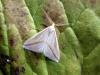 Vestal (Rhodometra sacraria), adult. 20-09-2004. Copyright Keith Dover.