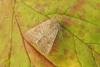 Vine's Rustic (Hoplodrina ambigua), adult. Chester-le-Street, 27-08-2017. Copyright Keith Dover.