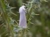 Water Ermine (Spilosoma urticae), adult. 19-06-2004. Copyright Keith Dover.