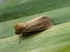 Webb's Wainscot (Globia sparganii), adult. Taken outside Durham, 18-08-2006. Copyright Keith Dover.