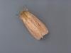 Webb's Wainscot (Globia sparganii), adult. Taken outside Durham, 18-08-2006. Copyright Keith Dover.