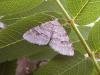 Welsh Wave (Venusia cambrica), adult. Chester-le-Street, 05-06-2006. Copyright Keith Dover.