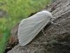 White Satin (Leucoma salicis), adult. Chester-le-Street, 09-07-2009. Copyright Keith Dover.