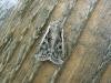 White-line Dart (Euxoa tritici), adult. Taken outside Durham, 17-08-2006. Copyright Keith Dover.