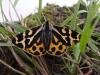 Wood Tiger (Parasemia plantaginis), adult. Stuartfield Plantation, 07-06-2007. Copyright Keith Dover.