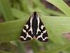 Wood Tiger (Parasemia plantaginis), adult. Stuartfield Plantation, 08-06-2007. Copyright Keith Dover.