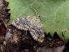 Yellow-barred Brindle (Acasis viretata), adult. Taken outside Durham, 24-04-2007. Copyright Keith Dover.