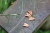 Beaded Chestnut (Agrochola lychnidis), adult. Old Quarrington, 15-09-2021. Copyright Richard Cowen.