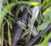 Broken-barred Carpet (Electrophaes corylata), adult. Old Quarrington, 23-05-2023. Copyright Richard Cowen.
