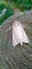 Bulrush Wainscot (Nonagria typhae), adult. Old Quarrington, 03-10-2020. Copyright Richard Cowen.