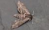 Convolvulus Hawk-moth (Agrius convolvuli), adult. Old Quarrington, 21-09-2024. Copyright Richard Cowen.