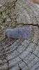 Lead-coloured Drab (Orthosia populeti), adult. Old Quarrington, 08-04-2020. Copyright Richard Cowen.