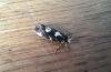 Triaxomera fulvimitrella, adult. Malton, 08-06-2022. Copyright Terry Coult.