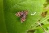 Prochoreutis sehestediana, adult. Malton, 07-08-2021. Copyright Terry Coult.