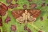 Coxcomb Prominent (Ptilodon capucina), adult. Ouston, 25-05-2023. Copyright Verna Atkinson.